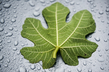 Fig leaf on water drops background