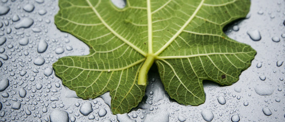 Fig leaf on water drops background