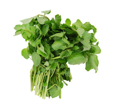 A watercress bunch on white background
