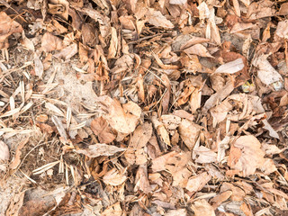 Texture of natural vegetation, spring photo