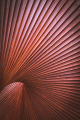 Obraz premium abstract wood structure
