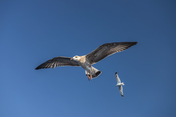 Fototapeta na wymiar seagull bird flying view from below
