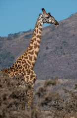 Giraffe in the Serengeti