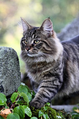 Young norwegian forest cat male standing on a stone