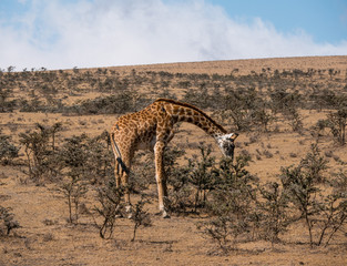 Giraffe in the Serengeti
