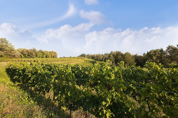 Landscape with vineyard and bleu sky with clouds.