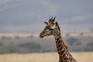 Giraffe in the Serengeti