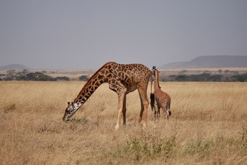 Naklejka na ściany i meble Giraffe in the Serengeti