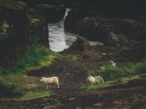 Two Sheep Near River With Green Moss Rocks In Iceland