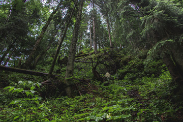 Landscape of the mountains and mountain natural green forest. Carpathian mountains. Europe. Ukraine.
