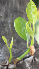 Closeup nature view of green leaf on blurred background in garden with copy space using as background