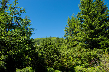 Landscape of the mountains and mountain natural green forest. Carpathian mountains. Europe. Ukraine.