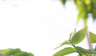 Closeup nature view of green leaf on blurred background in garden with copy space using as background natural
