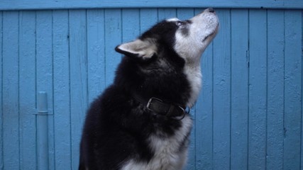 Alaskan Malamute dog sits against a blue wooden house wall background in winter