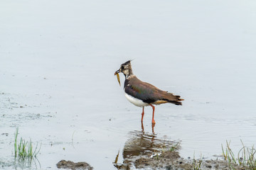 Lapwing with snail