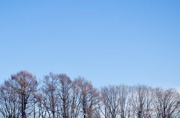 冬　木立　素材