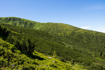 Fototapeta premium Landscape of the mountains and mountain natural green forest. Carpathian mountains. Europe. Ukraine.
