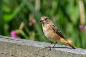  common redstart