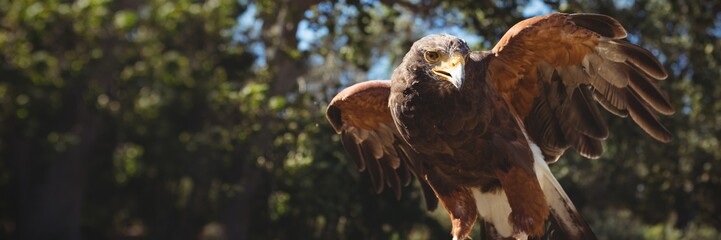 Close up of golden eagle