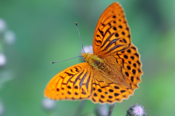  silver-washed fritillary (Argynnis paphia) butterfly