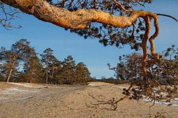 Russia. Baikal Lake, Relict pine trees on the Olkhon island.