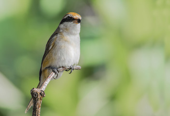 Brown shrike in nature (Lanius cristatus)