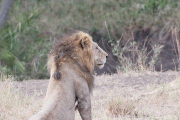 Serengeti Lions