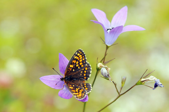 False Heath Fritillary Butterfly (Melitaea Diamina)