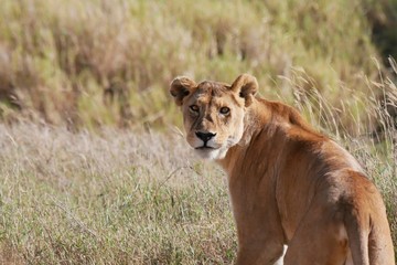 Fototapeta na wymiar Serengeti Lions