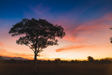 Fototapeta na wymiar Silhouette tree and meadow in Sunrise.