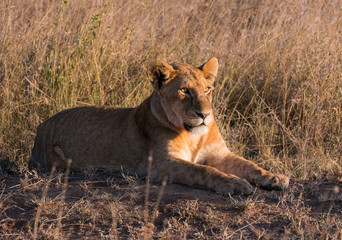Fototapeta na wymiar Serengeti Lions