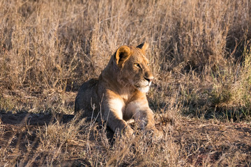 Serengeti Lions