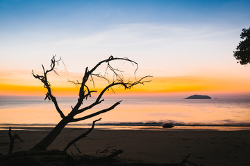 silhouette of dry tree on the beach at sunset.