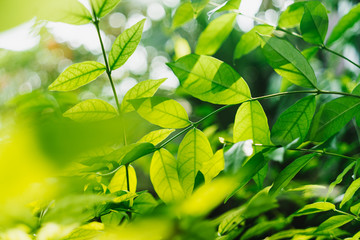 Green leaves with sun beams in the garden.