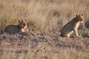 Serengeti Lions