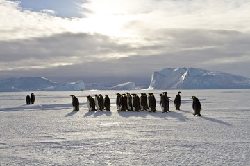 Emperor penguins(aptenodytes forsteri) walking on the ice amongst icebergs in the sea Davis