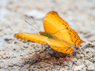 Closeup of yellow butterfly are resting on cracked cement floor.
