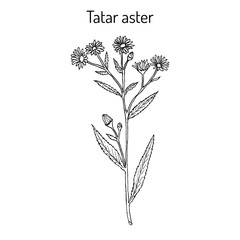 Tatarinows aster, medicinal plant.