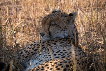 Cheetah in the Serengeti