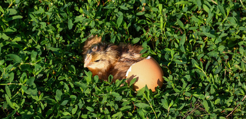 baby chick with broken eggshell and egg in the green grass