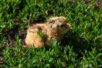 Beautiful small chick in the green grass
