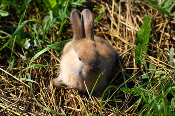 Red-haired rabbit on the farm. Red-haired hare on the grass in nature