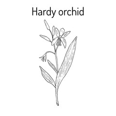 Obraz premium Hardy orchid, medicinal plant