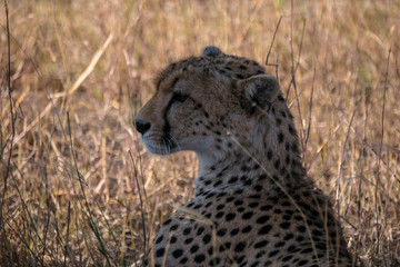 Cheetah in the Serengeti