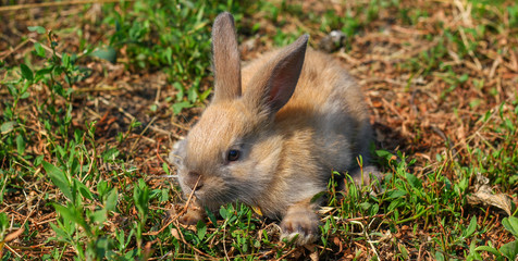 Red-haired rabbit on the farm. Red-haired hare on the grass in nature
