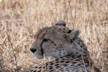 Cheetah in the Serengeti