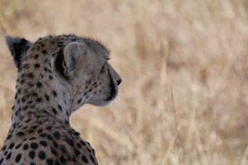 Cheetah in the Serengeti