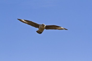 South polar Skua(catharacta maccormicki) in the sky Antarctica