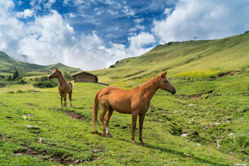 panorama tra le dolomiti con cavalli in libertà, quiete, natura e realx