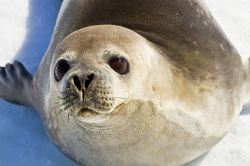 Weddell seal(leptonychotes weddellii)resting on the ice of Davis sea